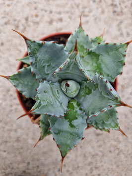 Agave isthmensis "Compacta"