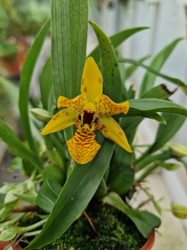 Promenea citrina Hybride
