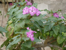 Uncarina stellulifera