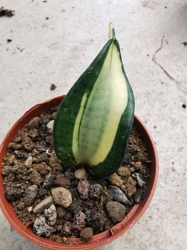Sansevieria hahnii " Wendy Curly Galaxy"