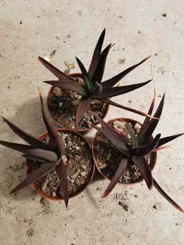 Gasteria "Midnight"