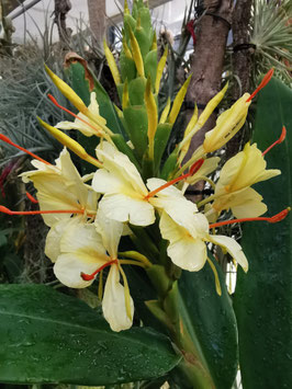 Hedychium "Devon Cream"