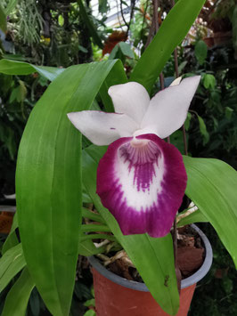 Cochleanthes Hybride - weiß, Lippe magenta mit weiß -