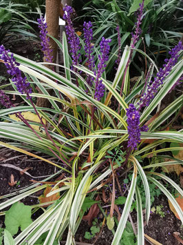 Liriope muscari variegata