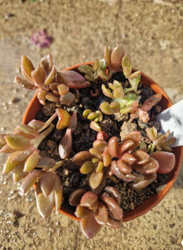 x Lenopetalum "Chocolate"