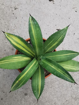 Agave murpheyi "Striata"