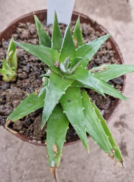 Dyckia brevifolia