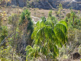 Dypsis onilahensis "Drooping Leafs"