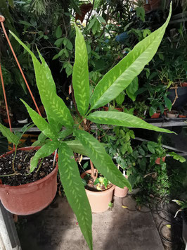 Coniogramme japonica variegata