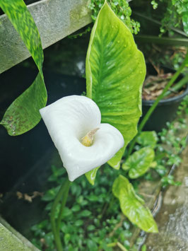 Zantedeschia aethiopica