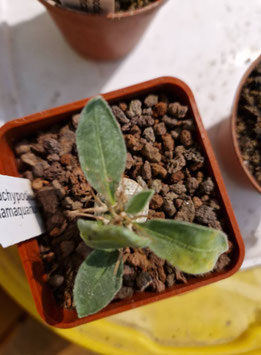 Pachypodium namaquanum