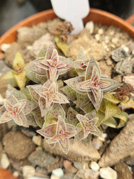 Crassula capitella var.
