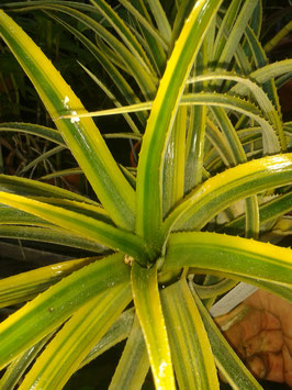 Achmea pflanze - Unsere Favoriten unter der Menge an verglichenenAchmea pflanze