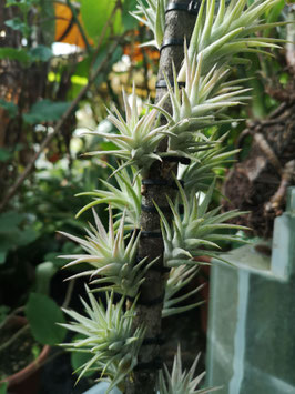 Tillandsia ionantha vanhyningii