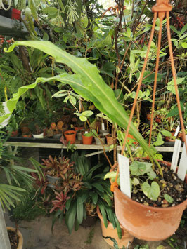 Microsorum henryi
