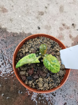 Dorstenia foetida variegatra