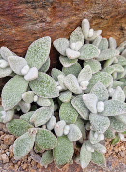 Kalanchoe eriophylla
