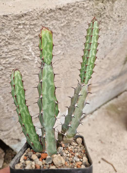 Euphorbia greenwayi ssp. breviaculeata
