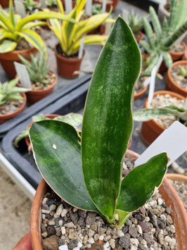 Sansevieria grandis