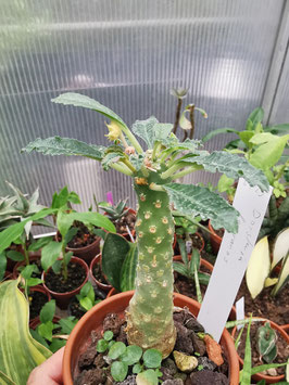 Dorstenia lavrani