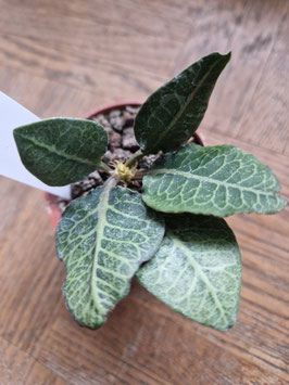 Euphorbia francoisii "Green, white veins"