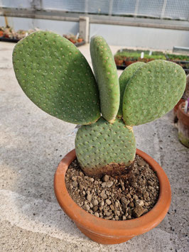 Opuntia inermis "Monique"