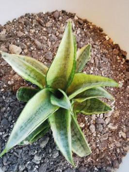 Sansevieria "Gabriella White variegata"