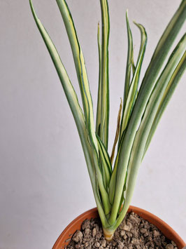 Sansevieria parva "Lancet"
