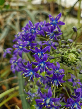 Scilla peruviana