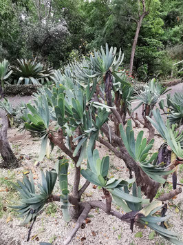 Aloe plicatilis