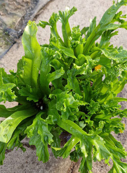 Asplenium antiquum "Leslie"