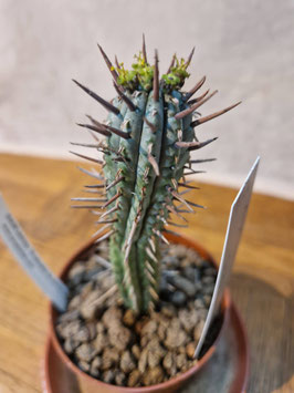 Euphorbia ferox