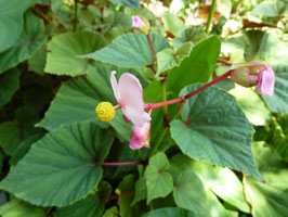 Begonia grandis