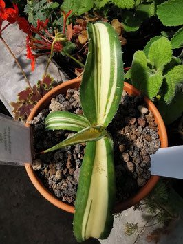 Agave salmiana ssp. salmiana "Mediopicta"
