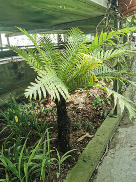 Blechnum gibbum