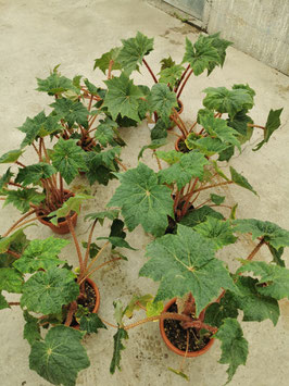 Begonia "Red Dragon"?