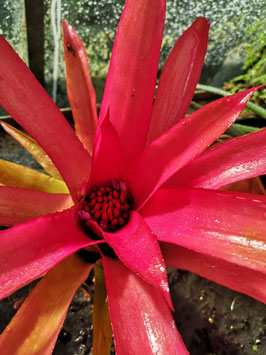 Neoregelia "Hello Kitty"