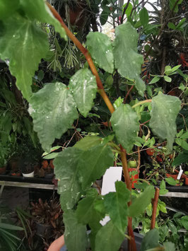Begonia cubensis