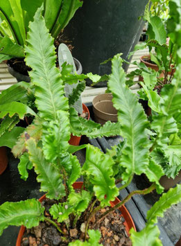 Asplenium scolopendrium "Crispy Leaf"