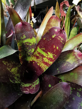 Neoregelia "Walking Tall" x abendrothae