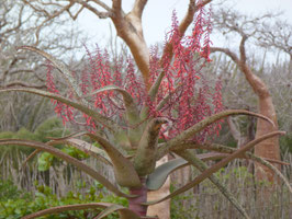 Aloe divaricata