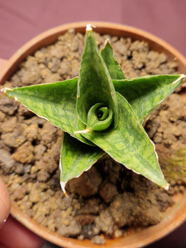 Sansevieria "Win Win"