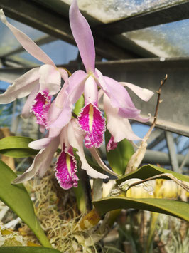 Cattleya maxima