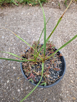 Yucca Hybride (filamentosa x rverchonii) x (filamentosa x rerchonii)