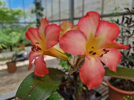 Vireya (Rhododendron) "Strawberry Parfait"