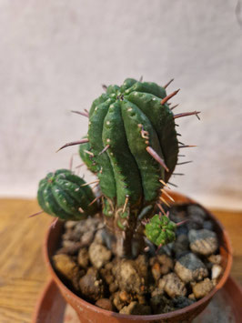 Euphorbia aggregata
