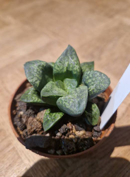 Haworthia "Kamen Butokai"