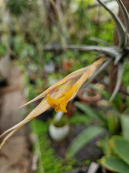 Tillandsia ericii x xiphioides