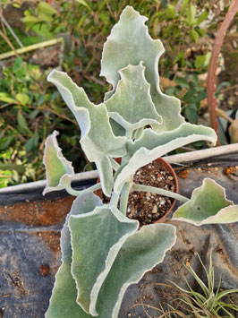 Kalanchoe beharensis "White"