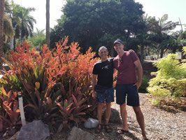 Aechmea callichroma